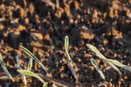 Vous les négligez sûrement : ces 3 choses à faire absolument dans votre jardin en mars