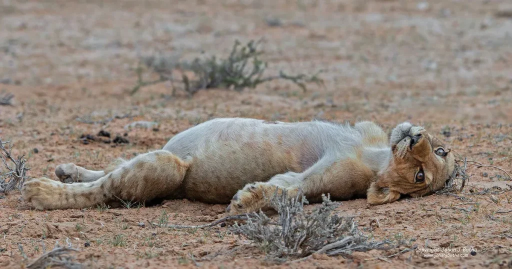 Ce lionceau trop mignon s’endort après avoir trop mangé… la scène fait craquer