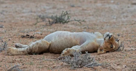 Ce lionceau trop mignon s’endort après avoir trop mangé… la scène fait craquer