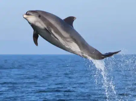 C'est officiel : les orques et les dauphins ont franchi le point de non-retour dans leur évolution pour vivre sur terre