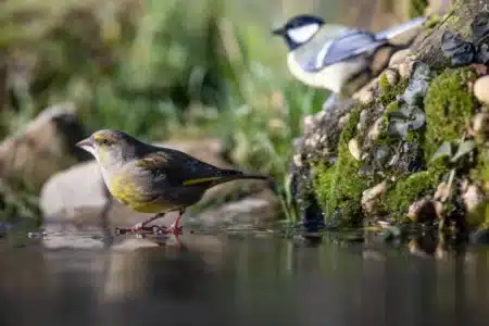 Mars : voir une mésange entrer chez soi intrigue… et ce signe est plutôt rassurant