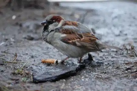 Ce n'est ni de la mousse ni des brindilles : les oiseaux des villes préfèrent les mégots de cigarette pour faire leur nid
