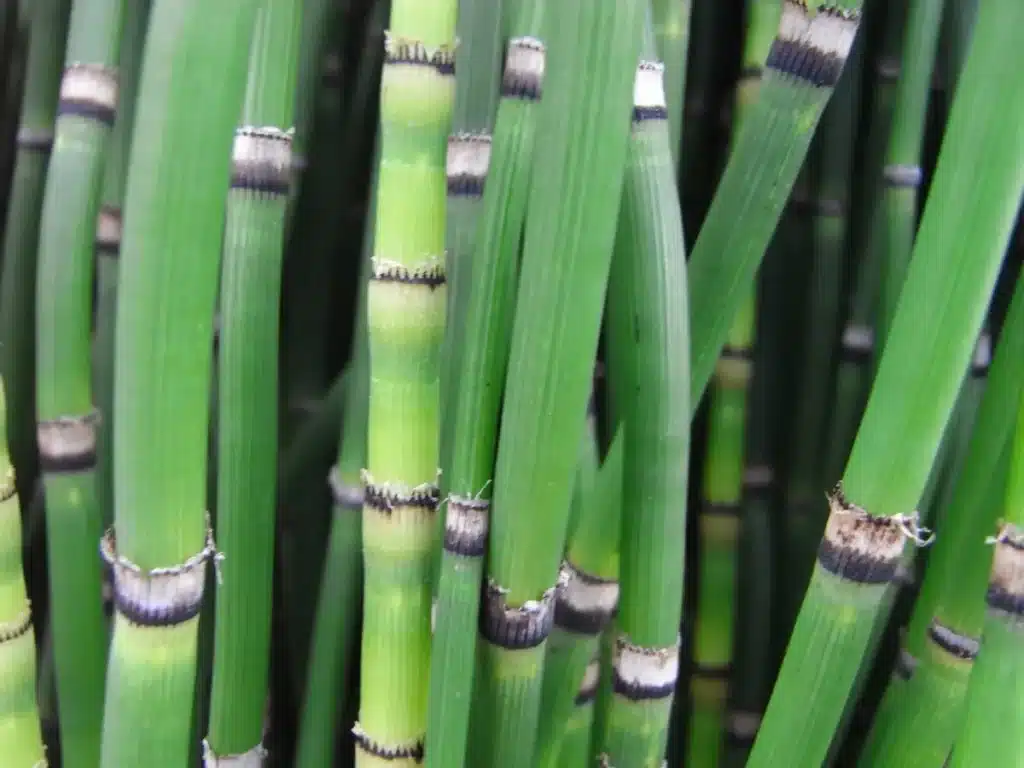 Cette plante libère une eau si pure qu’elle semble venir de l’espace