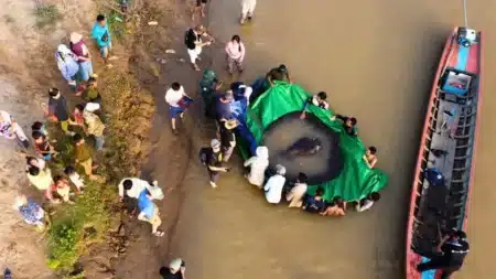 Un monstre de 300 kg dans les rivières : ce poisson géant atteint presque 4 mètres