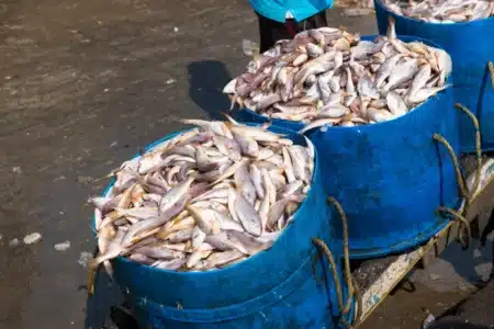 Les océans se vident de leurs poissons et les scientifiques tirent la sonnette d’alarme