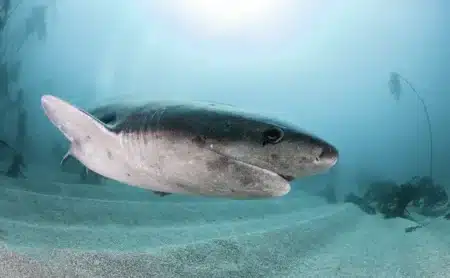 Ils ont retrouvé un animal impossible : ce requin aurait traversé près de 4 siècles