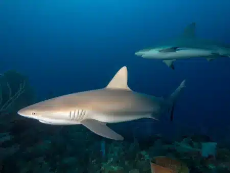 Une nuée de plus de 100 requins filmée sur la côte de Río Negro