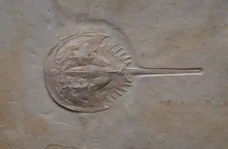 Des biologistes tentent de réintroduire une créature vieille de 445 millions d'années dans un parc national