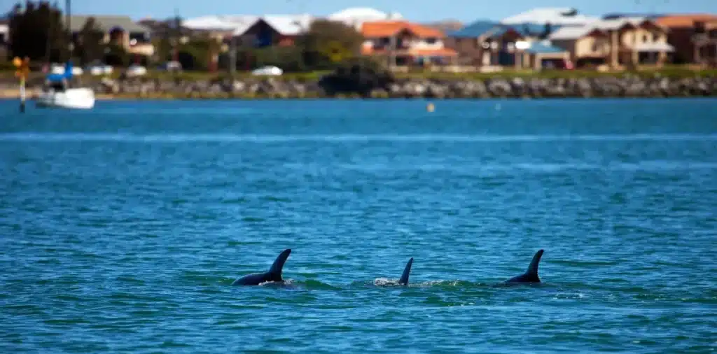 Sauvetage bouleversant au large : huit dauphins piégés dans une crique