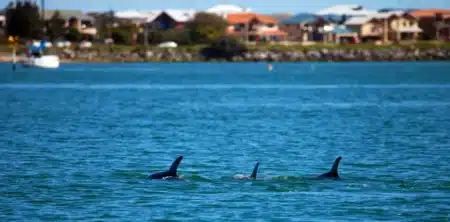 Sauvetage bouleversant au large : huit dauphins piégés dans une crique