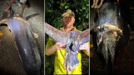 En pleine mer à Teahupoo, leur prise de 400 kg vire au cauchemar quand la tempête arrive