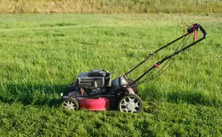 Vous tondez trop tôt ? Ces 3 indices dans votre jardin doivent vous alerter