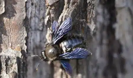 Un expert révèle l'astuce qu'il utilise chez lui pour éloigner les abeilles charpentières de sa terrasse