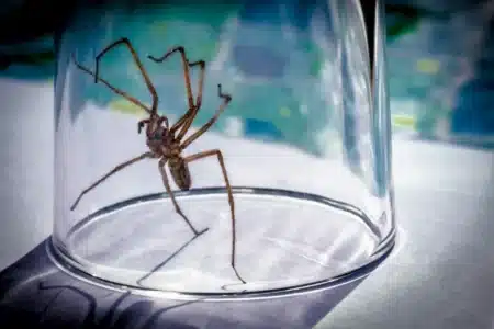 Vous attrapez l'araignée dans un verre pour la mettre dehors : un arachnologue explique pourquoi c'est une mauvaise idée