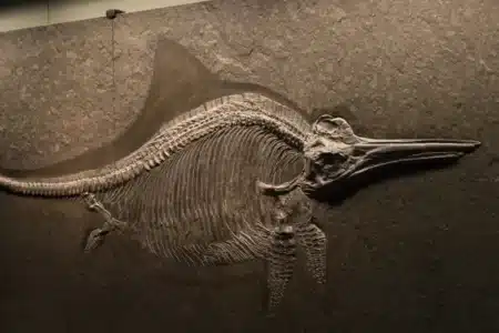 Ce fossile contenait encore du tissu mou : les paléontologues confirment que Darwin avait vu juste avant tout le monde