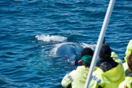 «Timmy» la baleine à bosse est en état critique dans le Saint-Laurent : voici ce que les vétérinaires prévoient si elle ne survit pas