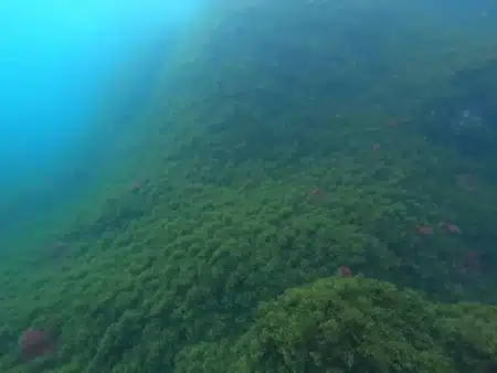 Il mesure 30 mètres de haut et serait plus ancien que les pyramides : ce corail géant de Maug fascine la NOAA pour une raison inattendue