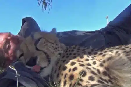 Ce photographe animalier s'endort sous un arbre en pleine savane : il se réveille avec un guépard blotti contre lui