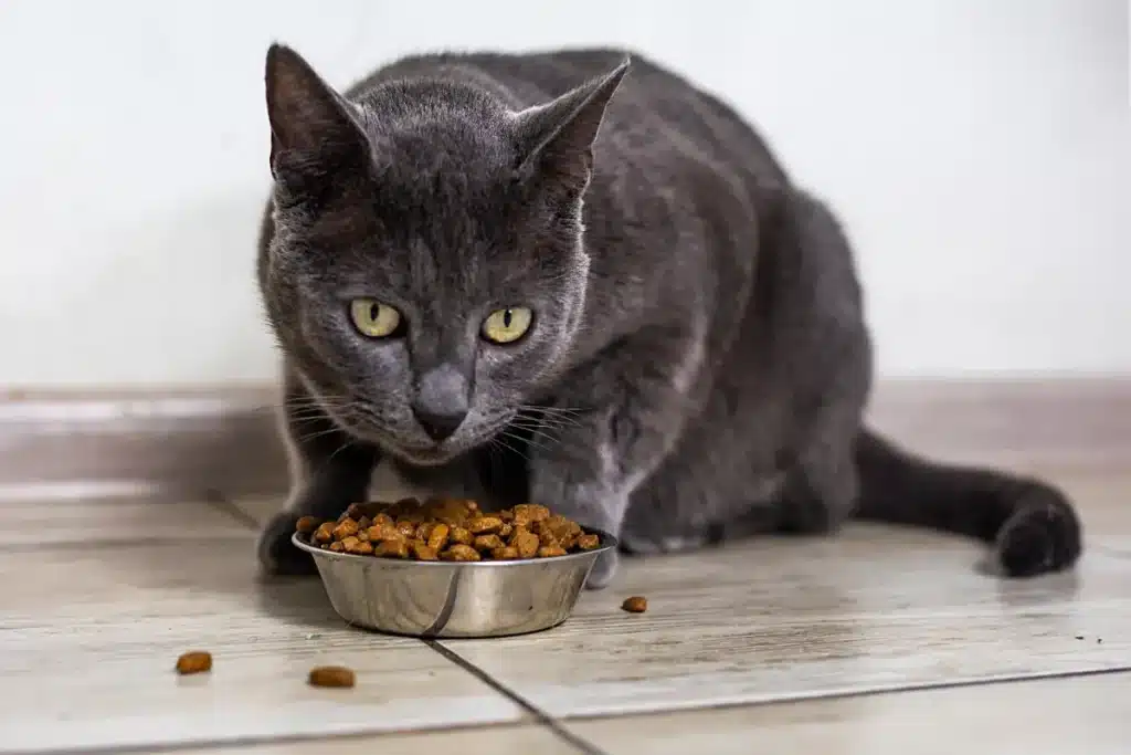 Pourquoi votre chat abandonne sa gamelle à moitié pleine : des chercheurs japonais révèlent que ce n'est ni du caprice ni un problème de goût