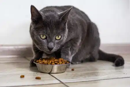 Pourquoi votre chat abandonne sa gamelle à moitié pleine : des chercheurs japonais révèlent que ce n'est ni du caprice ni un problème de goût