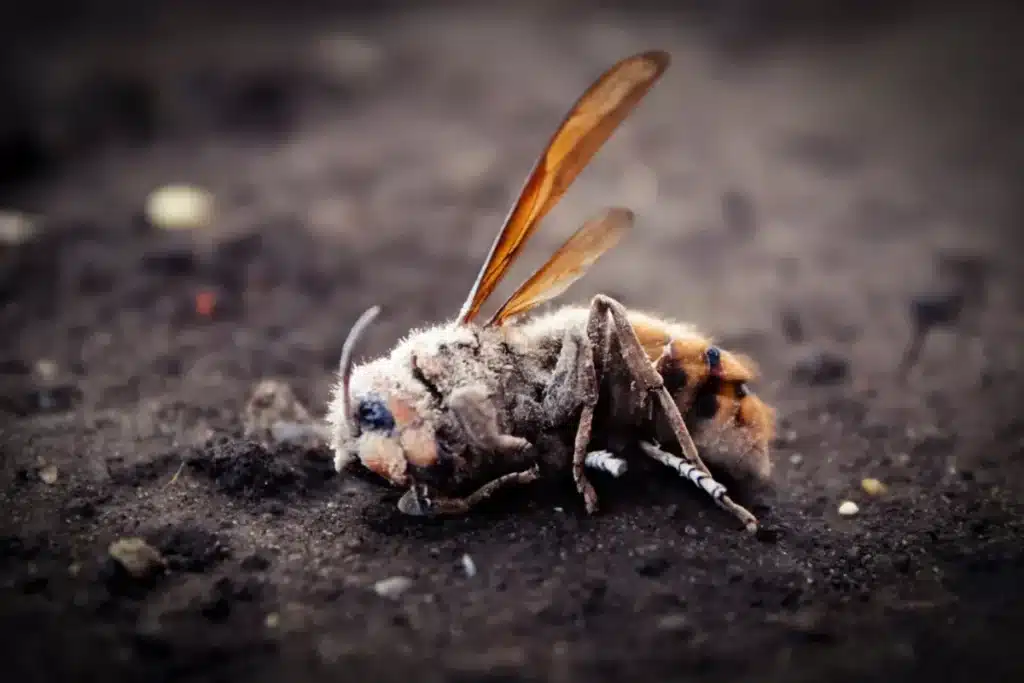 Ce que vous ne devriez jamais faire face à un frelon asiatique : un entomologiste explique pourquoi l'écraser aggrave l'invasion