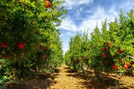 Des milliers de tonnes de fruits pourrissent dans les champs espagnols et la crise de l'eau s'aggrave