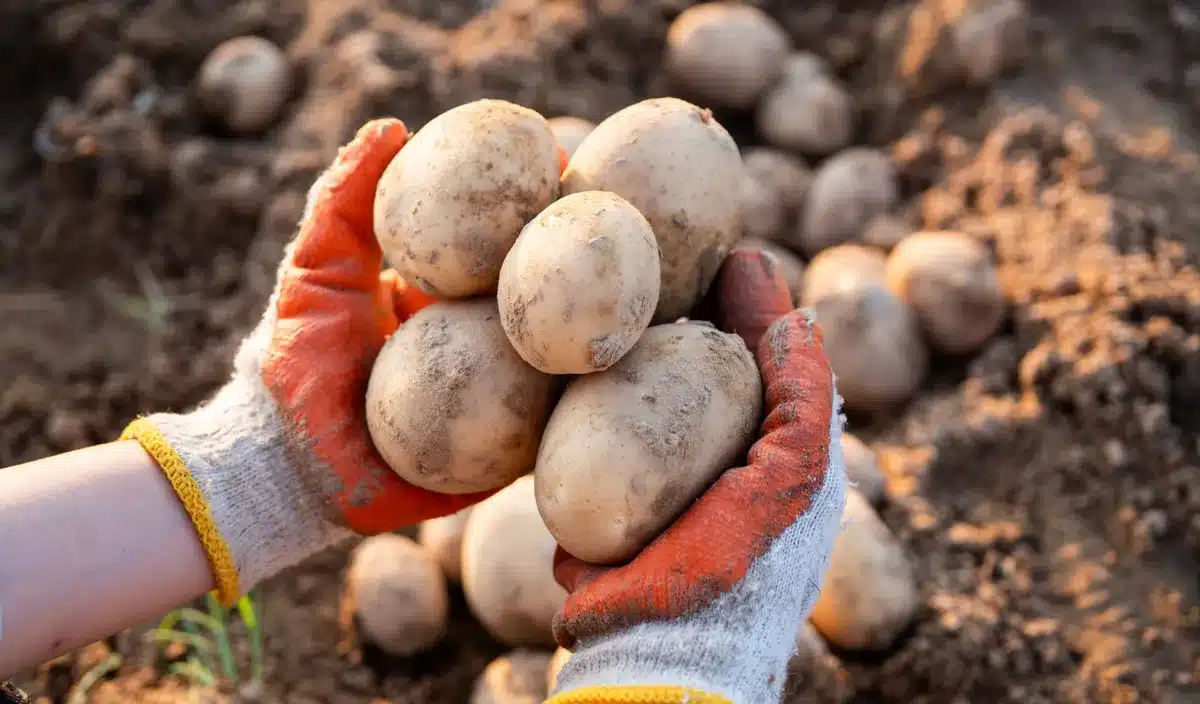 Pourquoi de plus en plus de jardiniers abandonnent le buttage des pommes de terre : ils font plutôt ça et récoltent sans effort