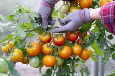 9 jardiniers sur 10 ignorent cet engrais naturel gratuit et pourtant, il double les récoltes de tomates