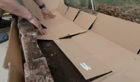 Pourquoi de plus en plus de maraîchers posent du carton au sol au lieu de désherber : cette technique est bluffante