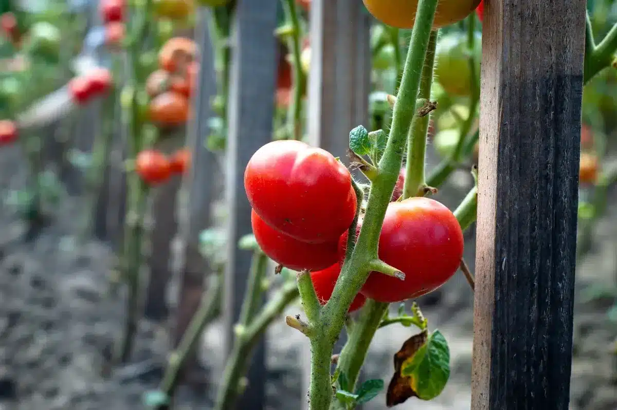 « Enterre-les jusqu'au cou » : depuis qu'un ancien a montré sa méthode pour planter les tomates, les récoltes ont triplé en un été