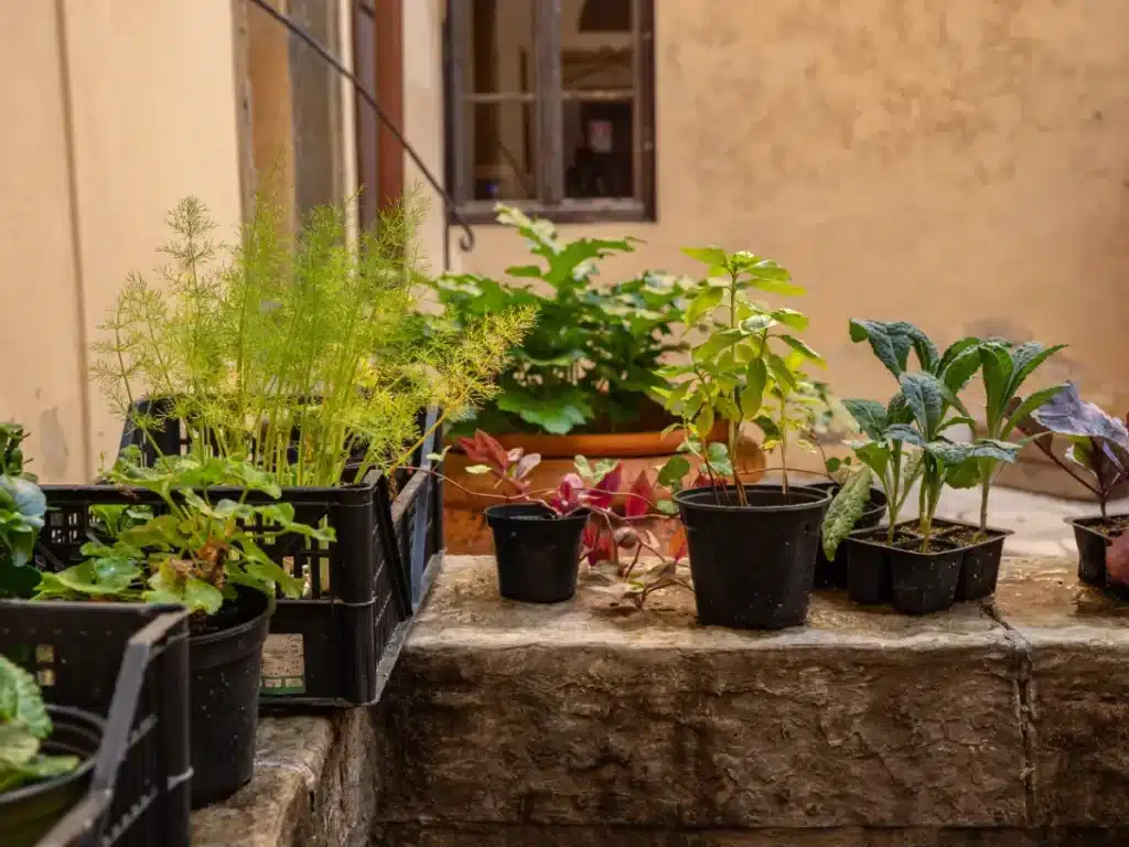 Ni l'arrosage ni l'engrais : le vrai secret des jardiniers pour sauver une plante tient dans une cuillère de cuisine