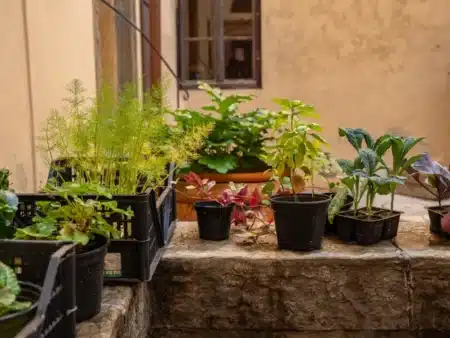 Ni l'arrosage ni l'engrais : le vrai secret des jardiniers pour sauver une plante tient dans une cuillère de cuisine