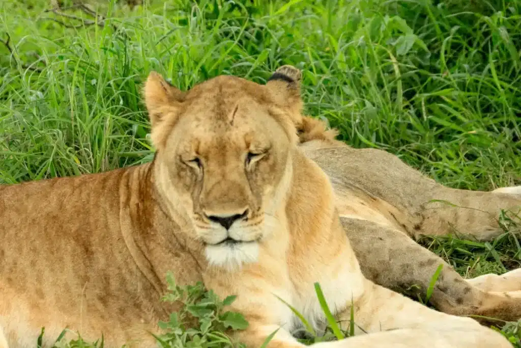 « Elles viennent d'un cirque itinérant » : quatre lionnes débarquent dans un refuge de la Loire, les soigneurs racontent leurs débuts