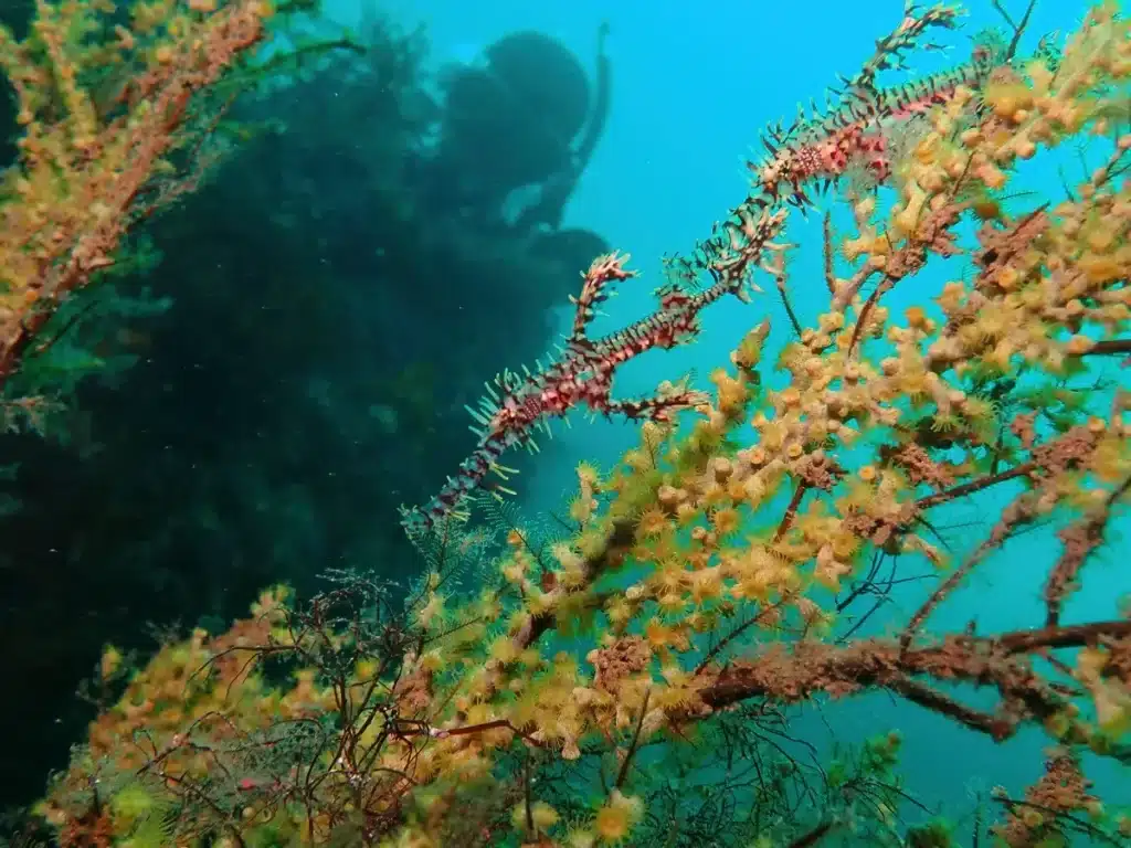 Pourquoi cette mer au milieu de l'Atlantique n'a aucun rivage : les océanographes expliquent comment elle flotte entre quatre courants
