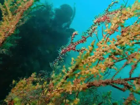 Pourquoi cette mer au milieu de l'Atlantique n'a aucun rivage : les océanographes expliquent comment elle flotte entre quatre courants