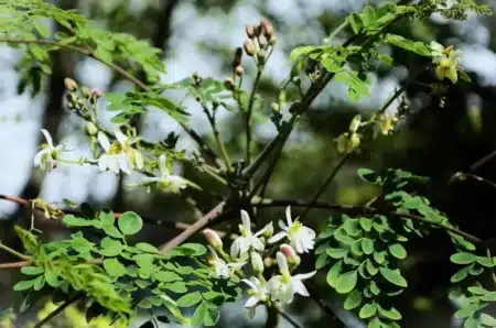 Des chercheurs découvrent que ces graines absorbent les microplastiques dans l'eau : « on n'y croyait pas nous-mêmes »