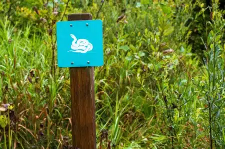 Randonnée en France : voici les 3 régions où vous avez le plus de chances de croiser une vipère, les gardes forestiers alertent