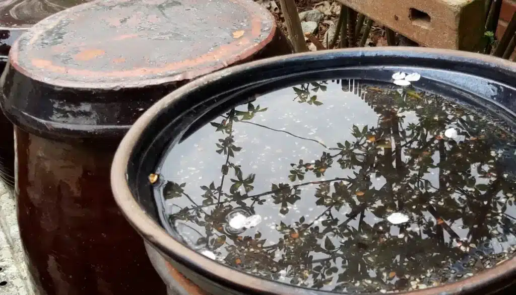 Ce vieux seau que tout le monde a dans son garage suffit à repousser les moustiques tigres toute la saison
