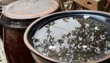 Ce vieux seau que tout le monde a dans son garage suffit à repousser les moustiques tigres toute la saison