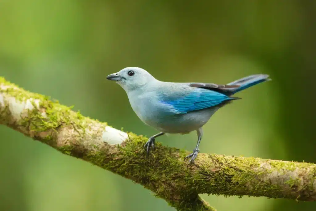 Depuis l'interdiction des néonicotinoïdes, les ornithologues français observent un retour inattendu des oiseaux dans les champs