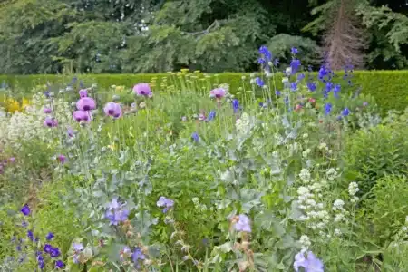 Un jardinier de 50 ans d'expérience révèle les espèces de plantes qui fleuriront pendant des années sans y toucher