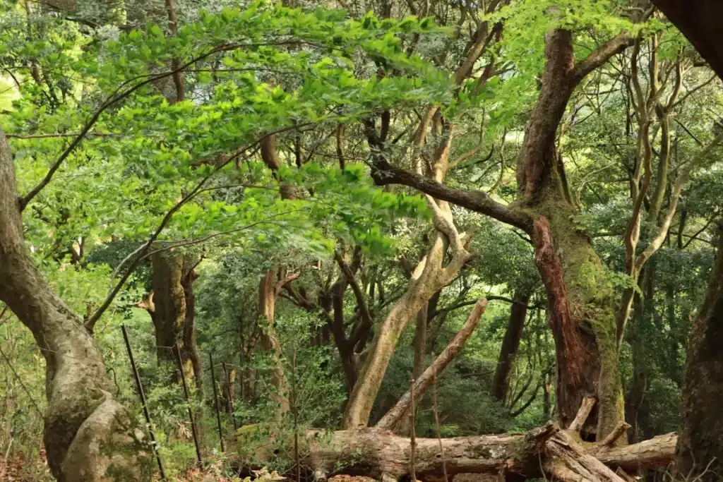 Dans l'un des lieux les plus humides au monde, des villageois construisent des ponts vivants depuis 500 ans : les ingénieurs n'en reviennent pas