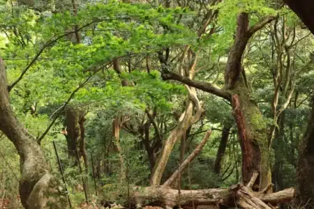 Dans l'un des lieux les plus humides au monde, des villageois construisent des ponts vivants depuis 500 ans : les ingénieurs n'en reviennent pas