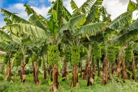Adieu le gaspillage après récolte : les tonnes de troncs de bananier deviennent tissu et papier, les industriels du textile confirment le virage