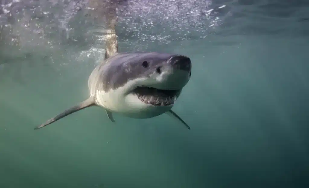 Un requin d'une dizaine de mètres filmé à moins d'un kilomètre de Port-La Nouvelle : les biologistes marins expliquent ce que ça signifie