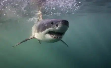 Un requin d'une dizaine de mètres filmé à moins d'un kilomètre de Port-La Nouvelle : les biologistes marins expliquent ce que ça signifie