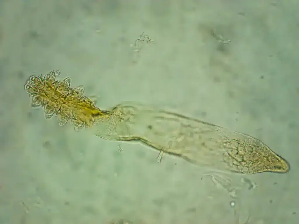 Congelé en Sibérie depuis 24 000 ans, cet animal microscopique s'est réveillé et a commencé à se reproduire : les biologistes n'en reviennent pas