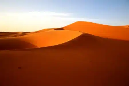 Ils ont lâché des millions d'abeilles pour stopper le Sahara : les ruches ont implosé à 70 °C, la vraie solution était sous leurs pieds