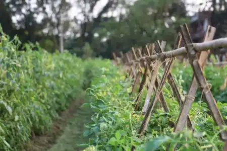 Les anciens ne plantaient jamais leurs tomates aux Saints de Glace : ils attendaient une date précise que les jardiniers d'aujourd'hui ont complètement oubliée