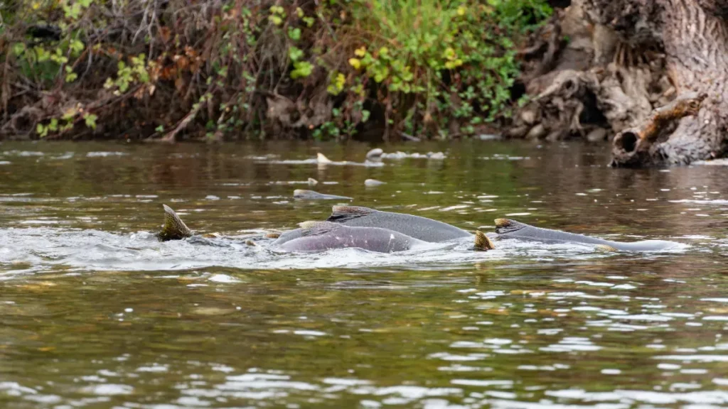 Les saumons sauvages nagent deux fois plus loin que la normale : la cocaïne présente dans nos rivières les transforme en poissons dopés